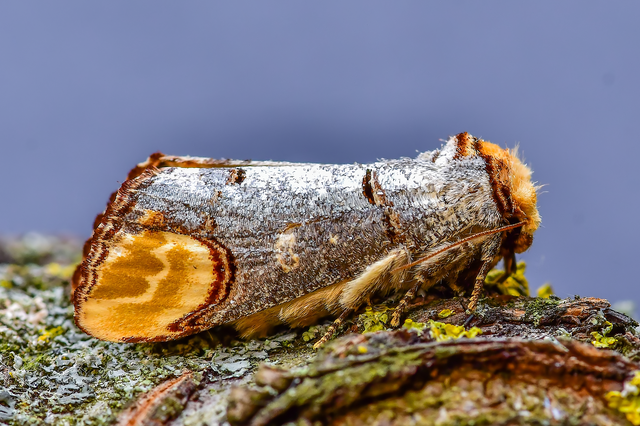 Phalera bucephala - sárgafoltos púposszövő