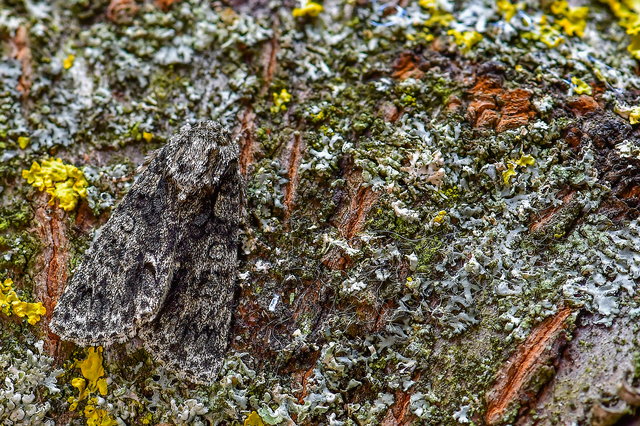 Acronicta rumicis - sóska-szigonyosbagoly Acronicta rumicis - sóska-szigonyosbagoly