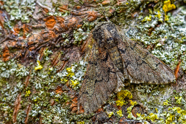 Biston strataria - barnapettyes araszoló