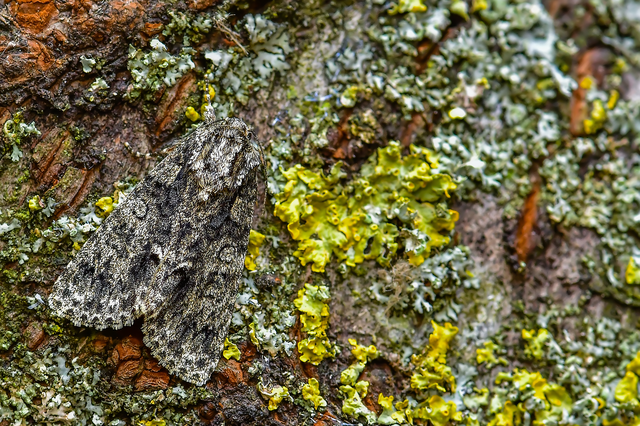 Acronicta rumicis - sóska-szigonyosbagoly Acronicta rumicis - sóska-szigonyosbagoly