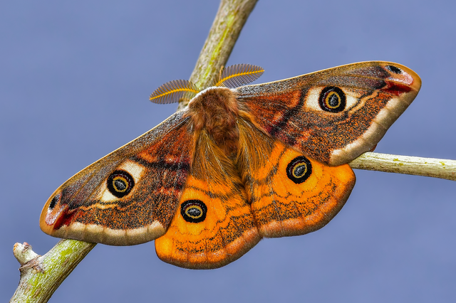 Saturnia pavoniella/pavonia