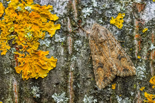 Hadula trifolii - lóherebagoly