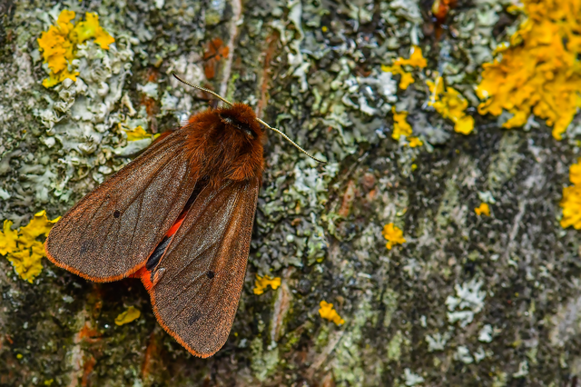 Phragmatobia fuliginosa - füstös medvelepke