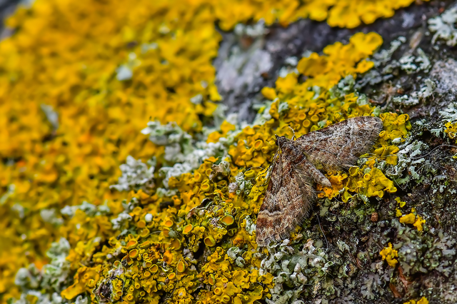 Gymnoscelis rufifasciata - vöröscsíkos törpearaszoló