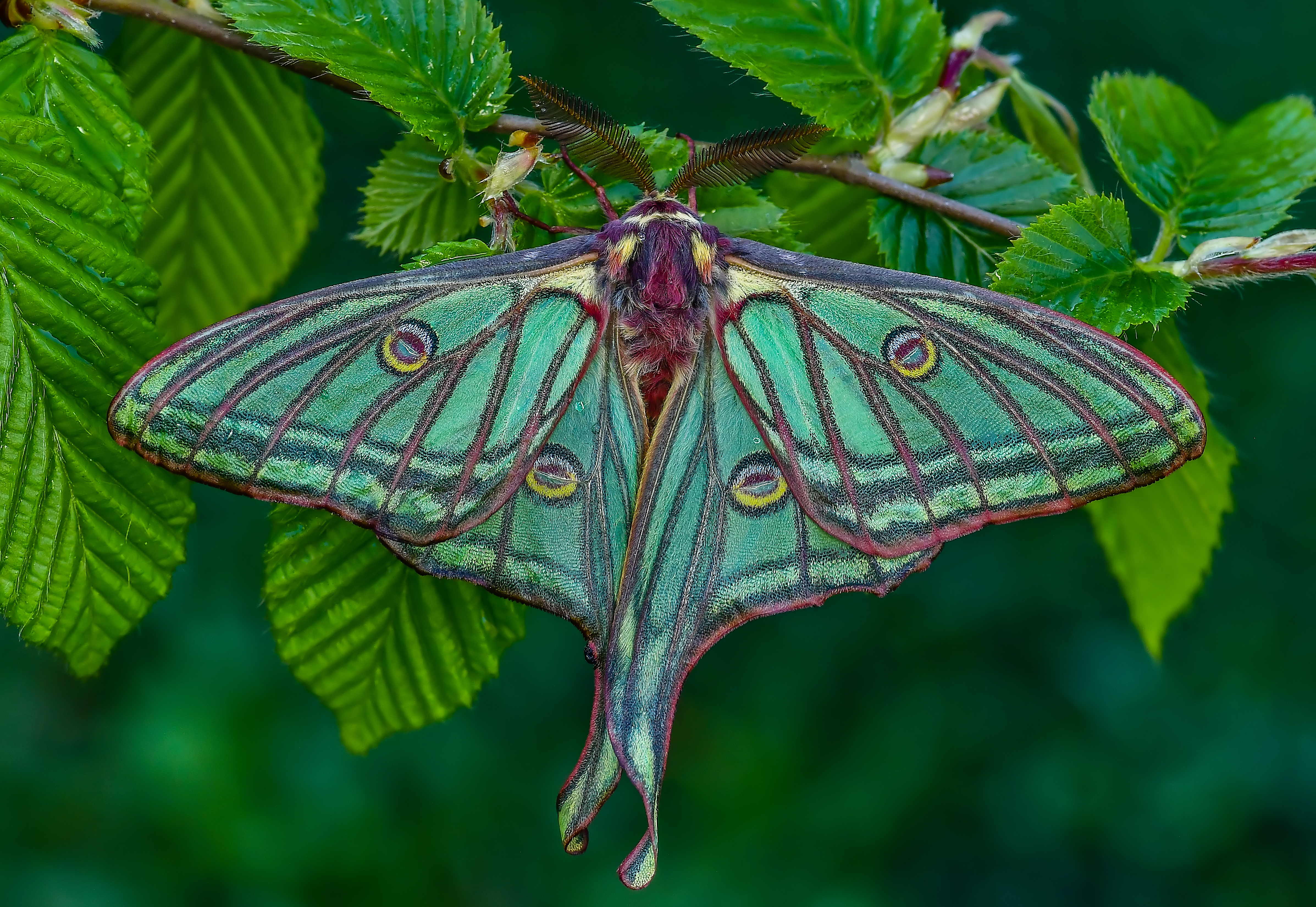 Actias isabellae
