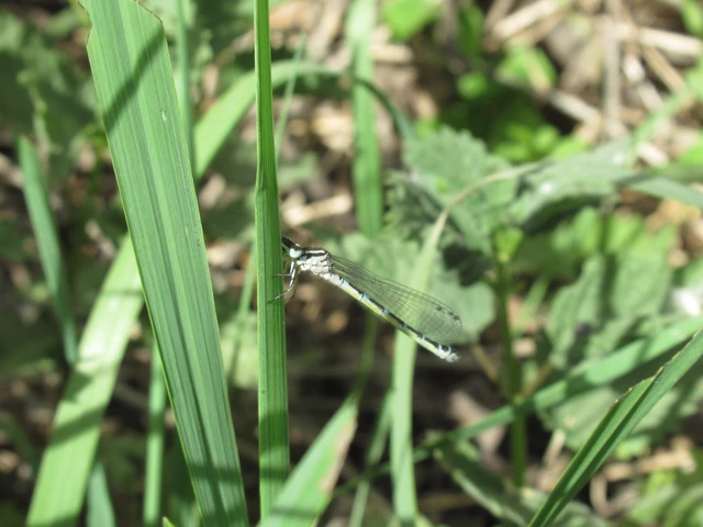 Coenagrion ornatum - díszes légivadász