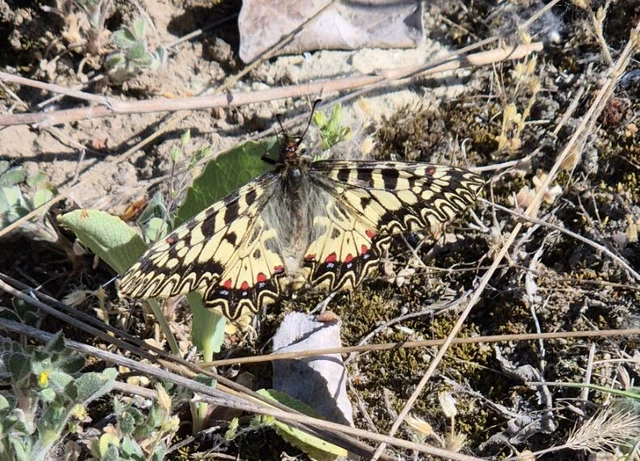 Zerynthia polyxena - farkasalmalepke