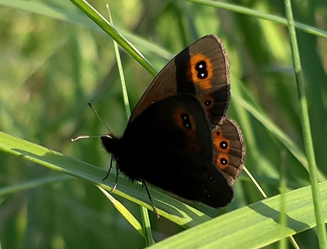 Erebia medusa - tavaszi szerecsenlepke