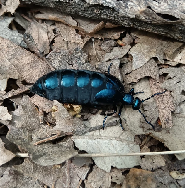 Meloe violaceus - kék nünüke