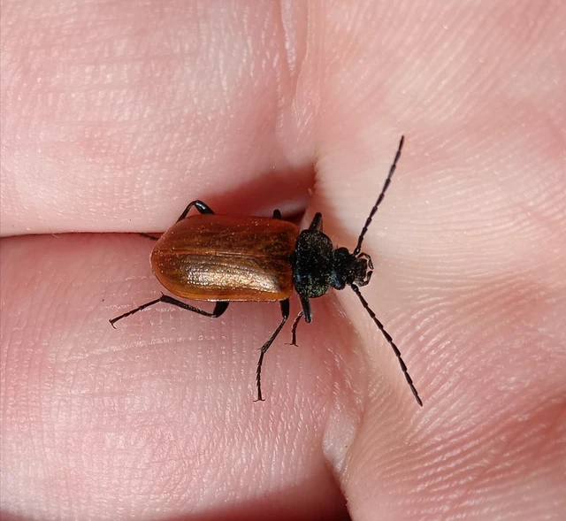 Omophlus Omophlus
