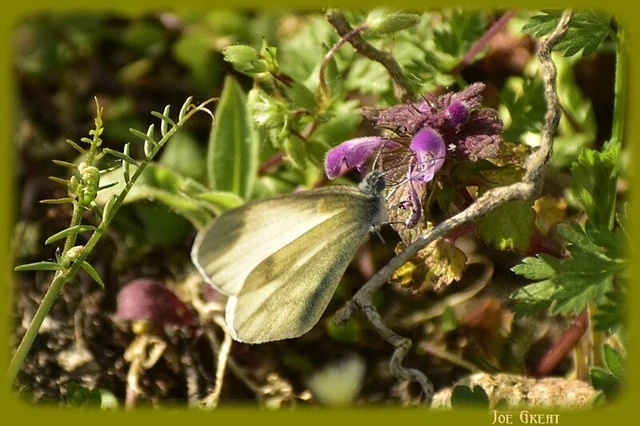Leptidea sinapis - mustárlepke