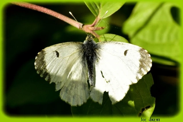 Anthocharis cardamines - hajnalpírlepke