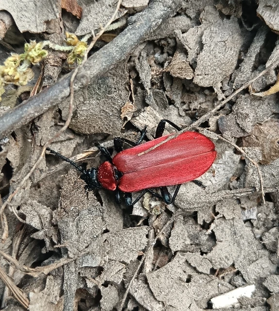 Pyrochroa coccinea - nagy bíborbogár