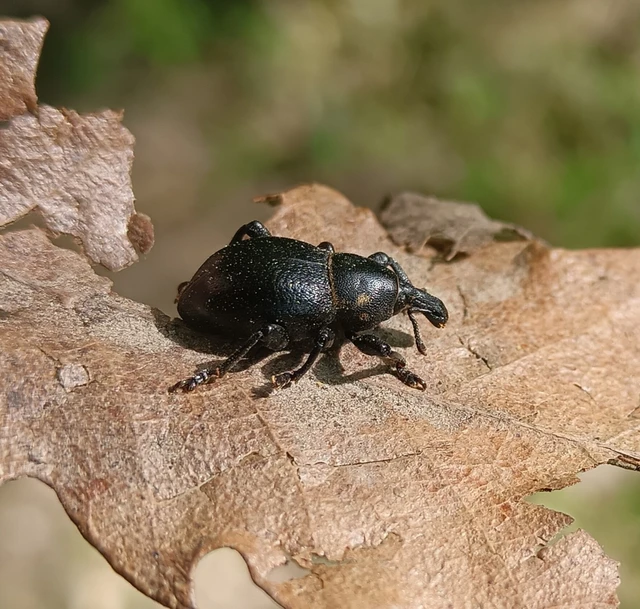 Liparus coronatus - kis turbolyaormányos