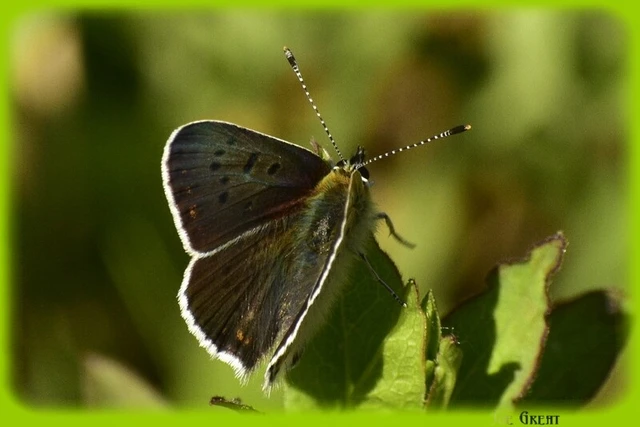 Lycaena tityrus - barna tűzlepke