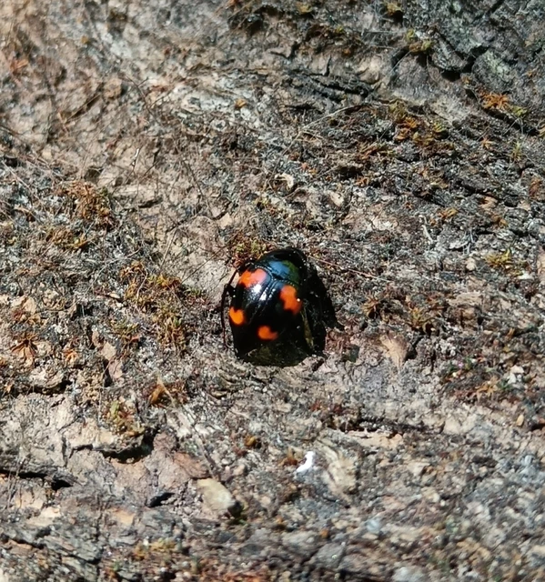 Scaphidium quadrimaculatum - négyfoltos sajkabogár