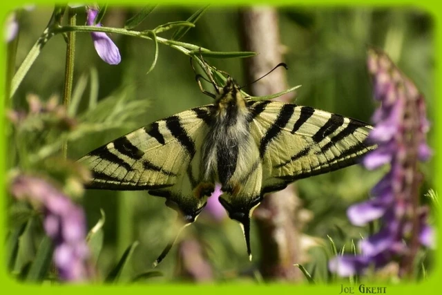 Iphiclides podalirius - kardoslepke