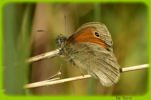 Coenonympha pamphilus - kis szénalepke