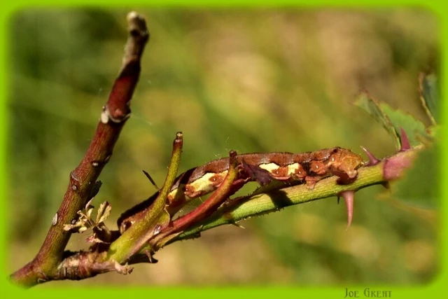 Erannis defoliaria - nagy téliaraszoló