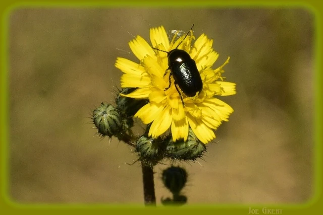 Cryptocephalus