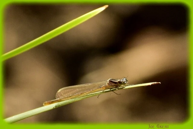 Coenagrion puella - azúrkék légivadász