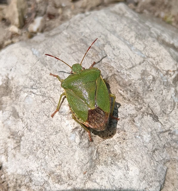 Palomena prasina - zöld bogyómászó-poloska Palomena prasina - zöld bogyómászó-poloska