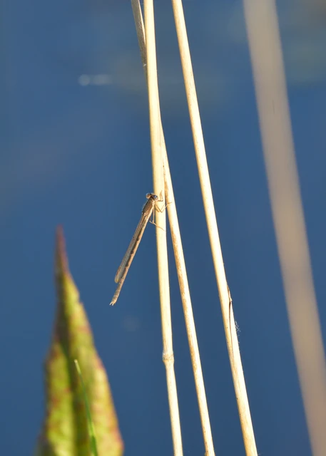 Sympecma fusca - téli rablószitakötő Sympecma fusca - téli rablószitakötő