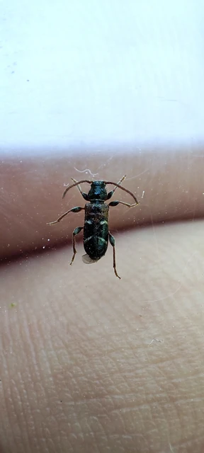 Phymatodes alni - apró háncscincér Phymatodes alni - apró háncscincér