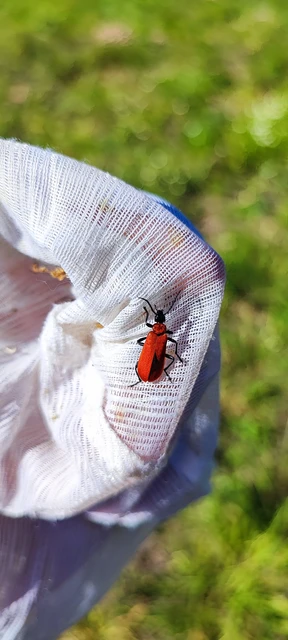 Pyrochroa coccinea - nagy bíborbogár