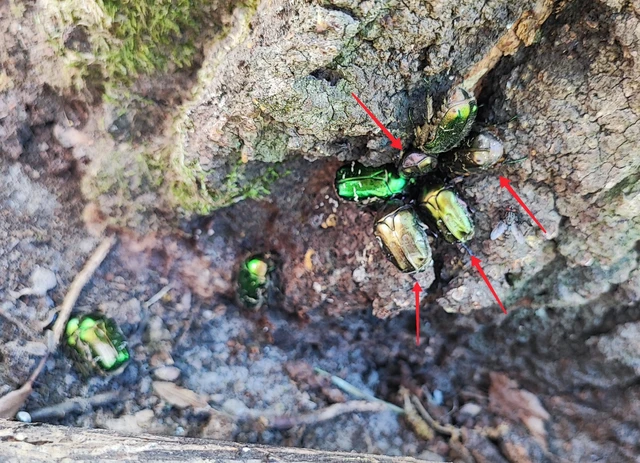 Protaetia cuprea obscura - olajzöld virágbogár