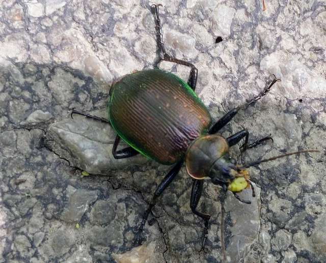 Calosoma inquisitor - kis bábrabló