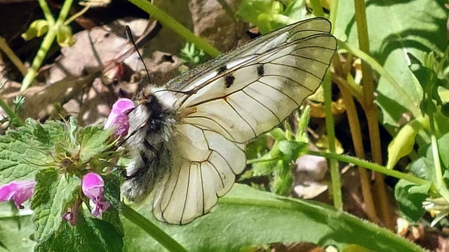 Parnassius mnemosyne - kis apollólepke