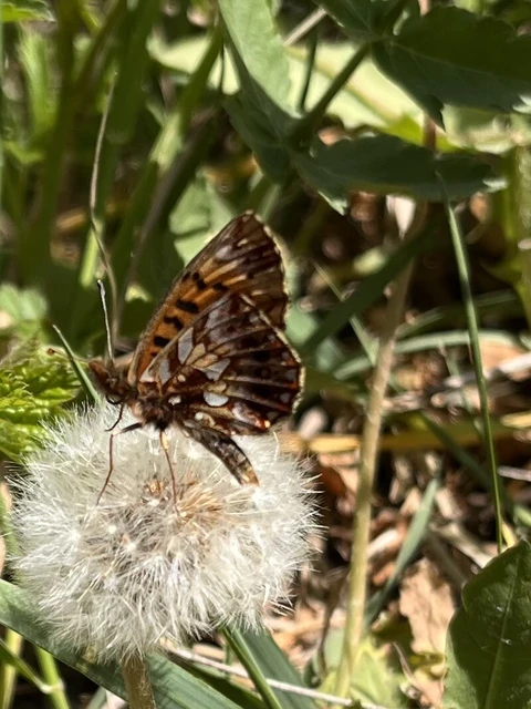 Boloria dia - kis gyöngyházlepke