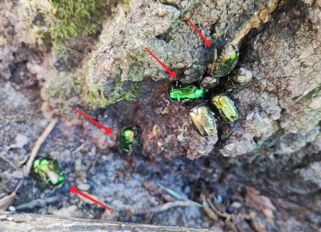 Cetonia aurata - aranyos virágbogár