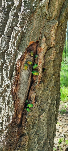 Cetonia aurata - aranyos virágbogár