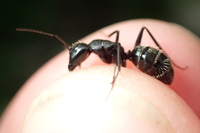Camponotus vagus - fekete lóhangya