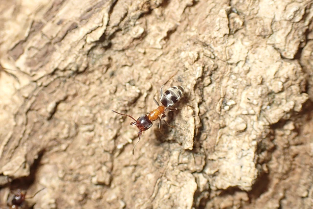 Liometopum microcephalum - tölgyfahangya