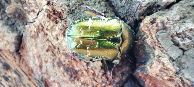Protaetia cuprea obscura - olajzöld virágbogár