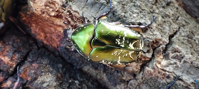 Protaetia cuprea obscura - olajzöld virágbogár