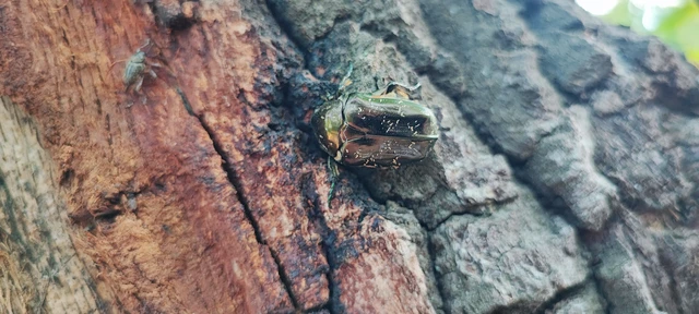 Protaetia marmorata - márványos virágbogár