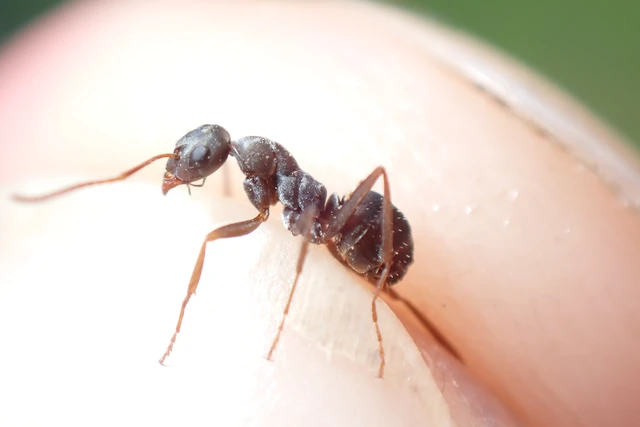 Formica fusca - kormos rabszolgahangya