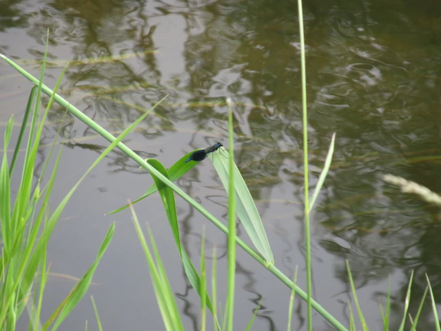 Calopteryx splendens - sávos szitakötő