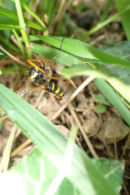 Ctenophora