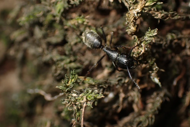 Camponotus vagus - fekete lóhangya
