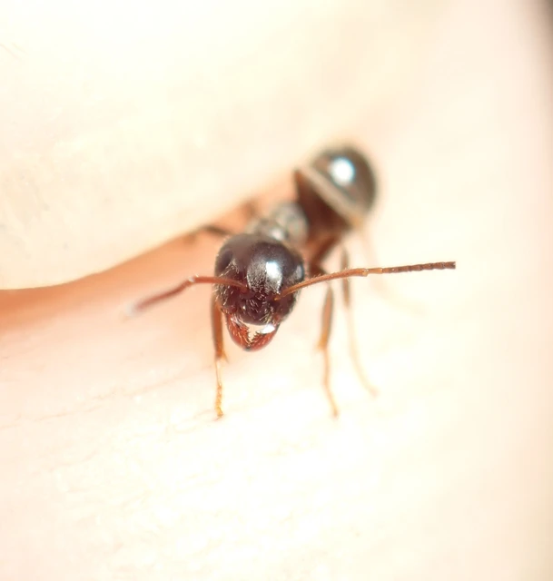 Lasius platythorax - erdei feketehangya