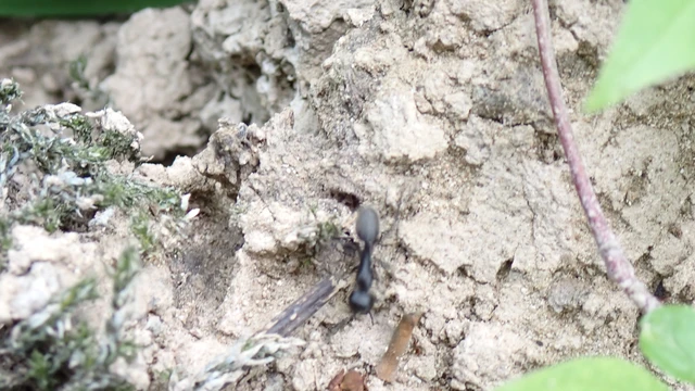 Camponotus vagus - fekete lóhangya