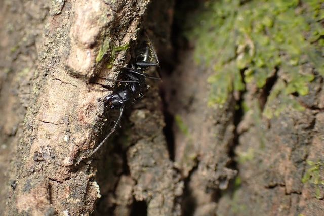 Camponotus vagus - fekete lóhangya
