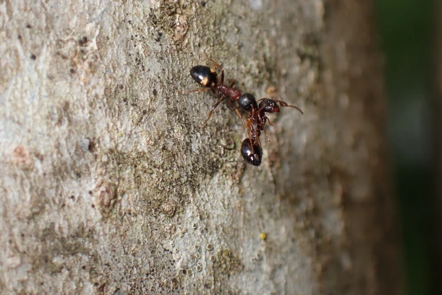 Dolichoderus quadripunctatus - négypettyes erdeihangya