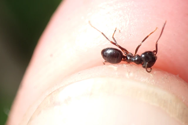 Lasius fuliginosus - kartonépítő fahangya