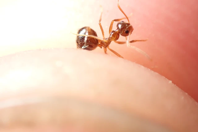 Prenolepis nitens - ragyogóhangya